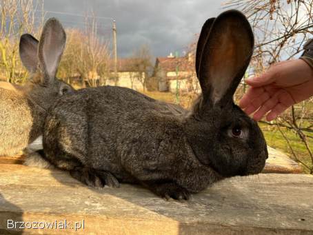 Sprzedam króliki -  samce i samice