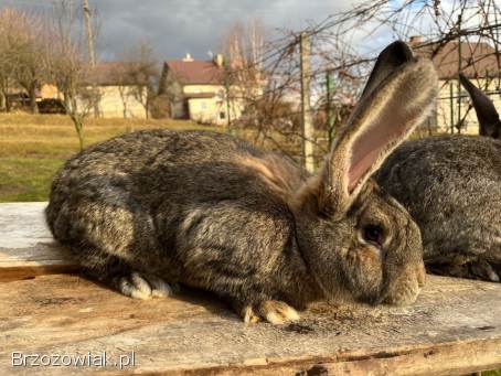 Sprzedam króliki -  samce i samice