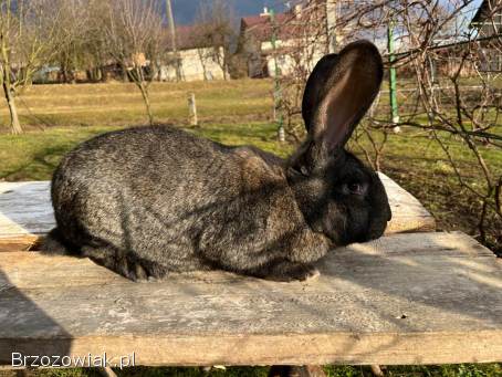 Sprzedam króliki -  samce i samice