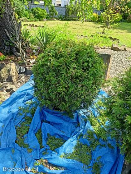 Ogród,  praca w ogrodzie