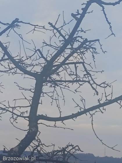 Ogród,  praca w ogrodzie