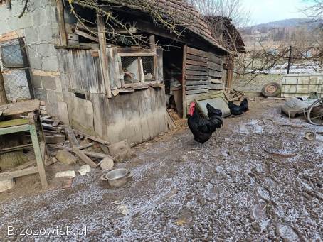 Kurczęta austrolorpa czarnego,  indyki