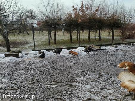 Kurczęta austrolorpa czarnego,  indyki