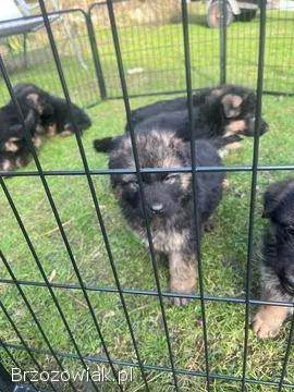 Domowe Owczarki Niemieckie z Rodowodem – Wychowane z dziećmi