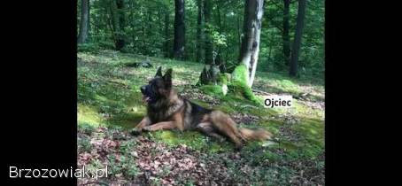 Domowe Owczarki Niemieckie z Rodowodem – Wychowane z dziećmi