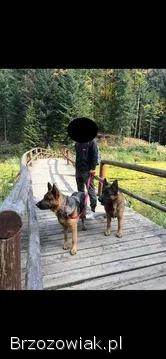 Domowe Owczarki Niemieckie z Rodowodem – Wychowane z dziećmi