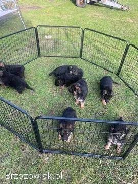 Domowe Owczarki Niemieckie z Rodowodem – Wychowane z dziećmi