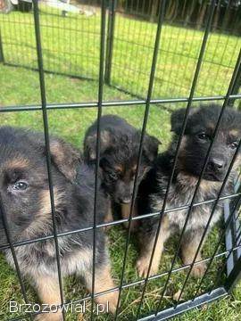 Domowe Owczarki Niemieckie z Rodowodem – Wychowane z dziećmi