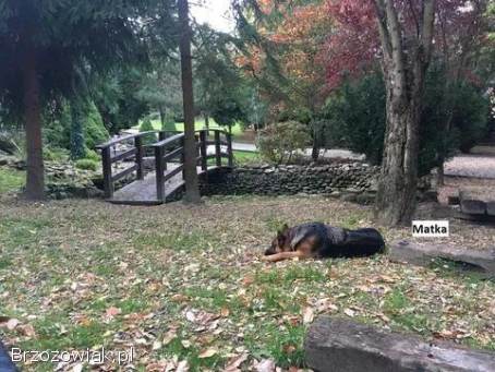 Domowe Owczarki Niemieckie z Rodowodem – Wychowane z dziećmi