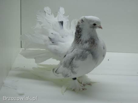 Gołębie ozdobne -  pawiki indyjskie