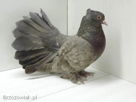 Gołębie ozdobne -  pawiki indyjskie