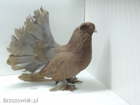 Gołębie ozdobne -  pawiki indyjskie