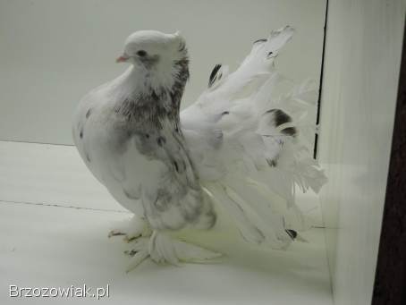 Gołębie ozdobne -  pawiki indyjskie