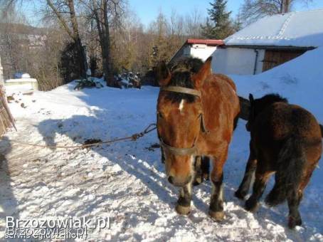 Sprzedam klacz rasy Koń Polski Zimnokrwisty.