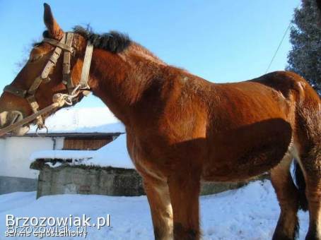 Sprzedam klacz rasy Koń Polski Zimnokrwisty.
