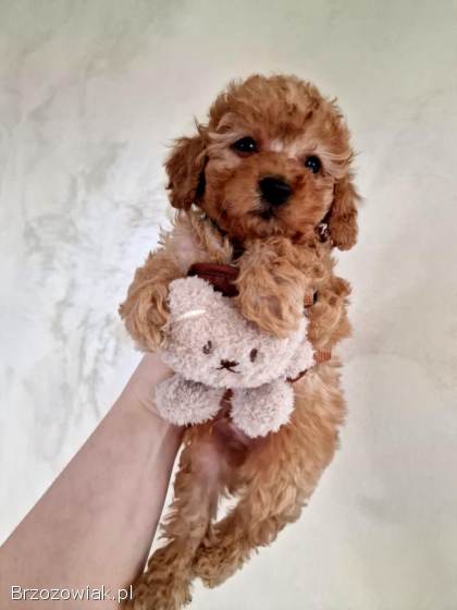 Pudelki toy malutkie tatus FCI