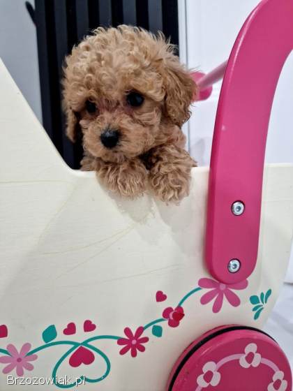 Pudelki toy malutkie tatus FCI