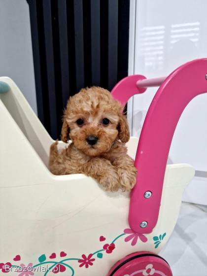 Pudelki toy malutkie tatus FCI