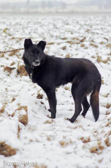 Cudowna,  spokojna Bunia PILNIE szuka domu