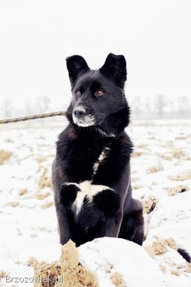Cudowna,  spokojna Bunia PILNIE szuka domu