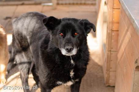 Cudowna,  spokojna Bunia PILNIE szuka domu
