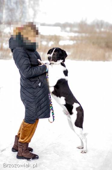 Apollo -  młody,  łagodny,  wesoły psiak o wielkim sercu