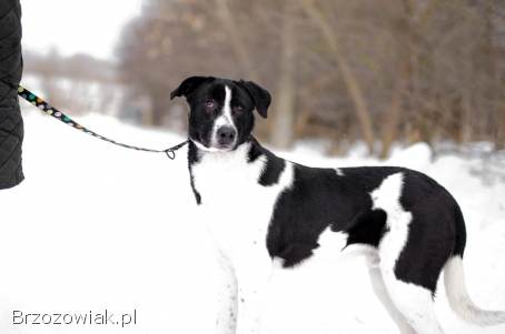 Apollo -  młody,  łagodny,  wesoły psiak o wielkim sercu