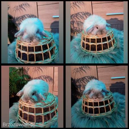 Mini lop karzełek Teddy Mini rex niderlandzki lewek króliki miniaturki krolik