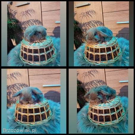 Mini lop karzełek Teddy Mini rex niderlandzki lewek króliki miniaturki krolik