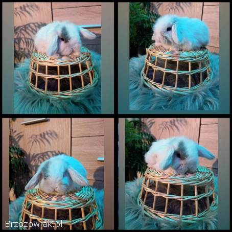 Mini lop karzełek Teddy Mini rex niderlandzki lewek króliki miniaturki krolik