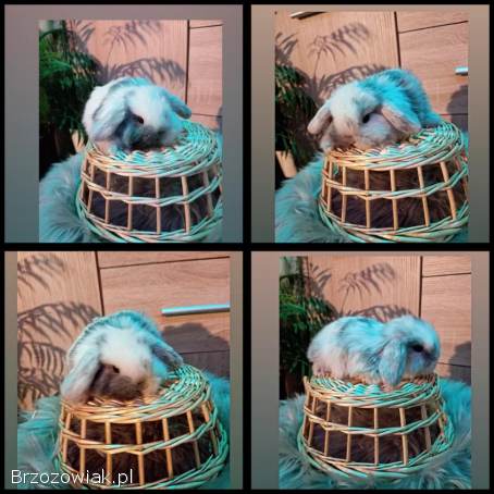 Mini lop karzełek Teddy Mini rex niderlandzki lewek króliki miniaturki krolik