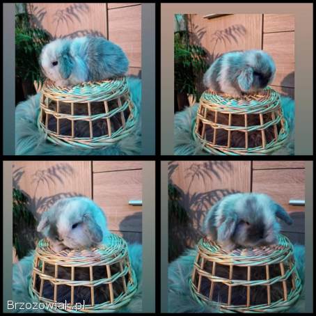 Mini lop karzełek Teddy Mini rex niderlandzki lewek króliki miniaturki krolik