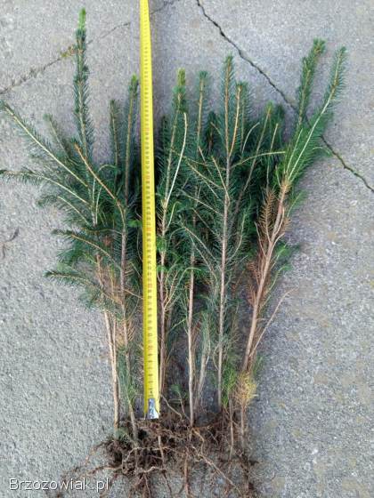 Świerk pospolity trzyletni,  sadzonki,  choinka