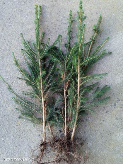 Świerk pospolity trzyletni,  sadzonki,  choinka