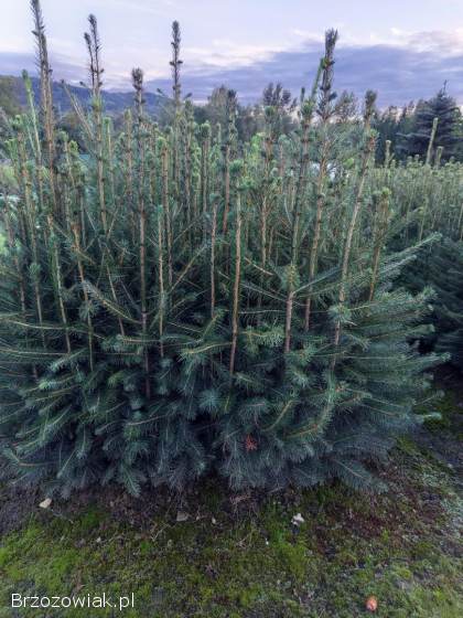 Świerk pospolity trzyletni,  sadzonki,  choinka