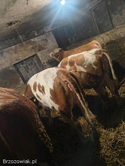 Jałówki 14miesiecy simental