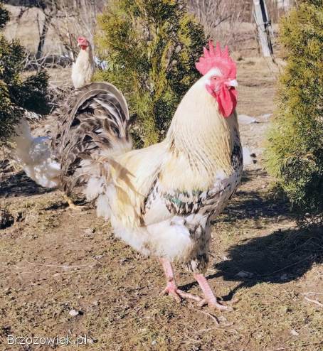 Sprzedam ładnego koguta