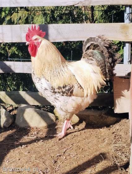 Sprzedam ładnego koguta