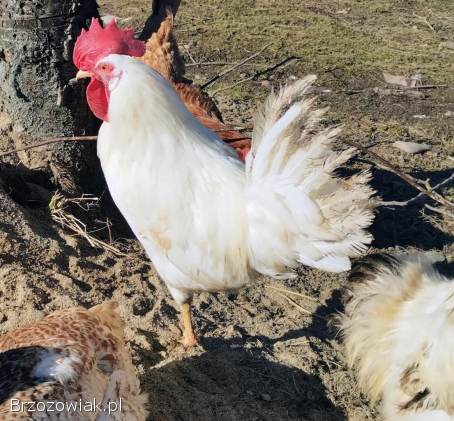 Sprzedam młodego koguta Leghorn