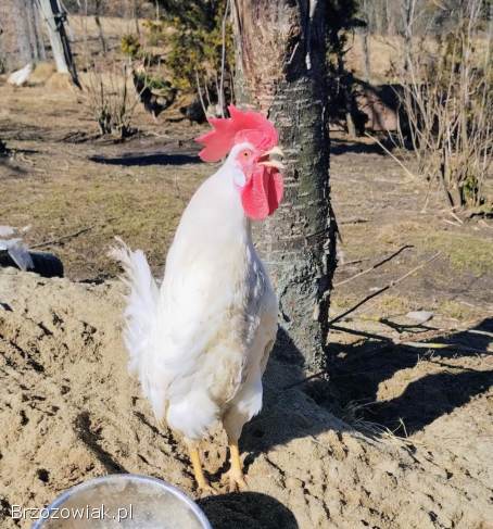 Sprzedam młodego koguta Leghorn