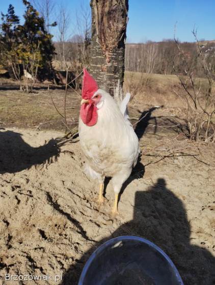 Sprzedam młodego koguta Leghorn