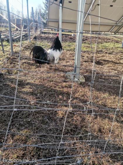 Jajka lęgowe lakenvender