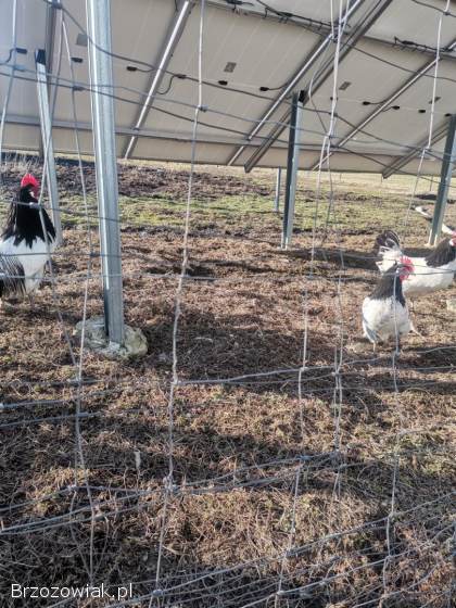 Jajka lęgowe lakenvender