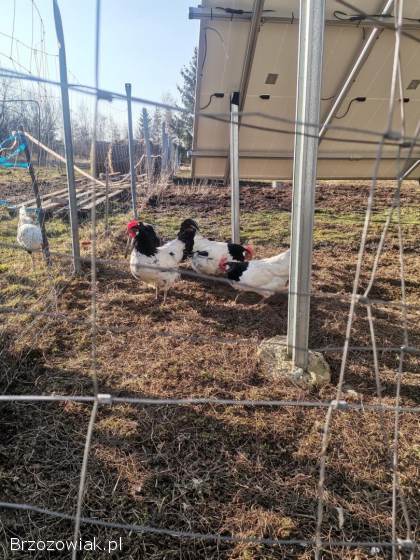 Jajka lęgowe lakenvender