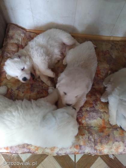 Owczarek podhalański szczeniaki