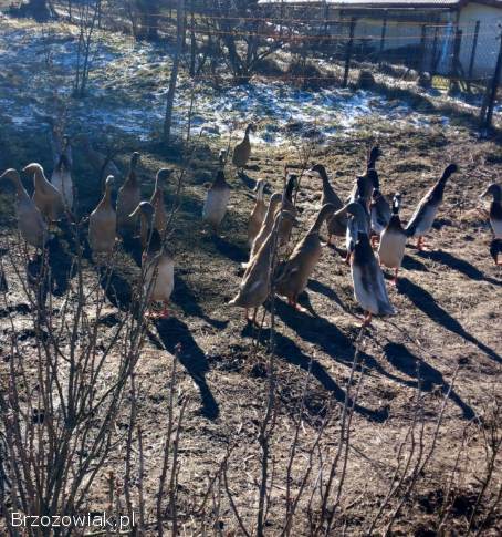 Kaczki biegusy indyjskie