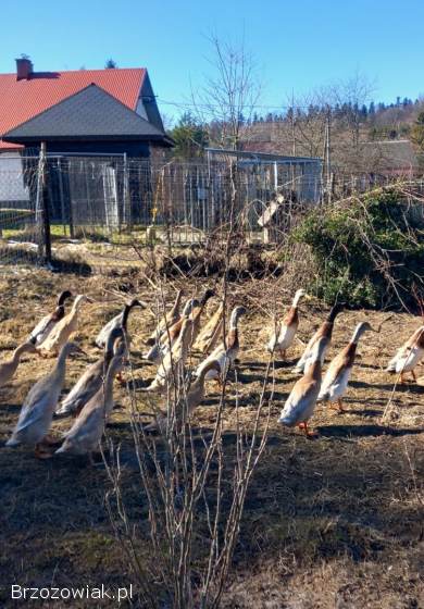 Kaczki biegusy indyjskie