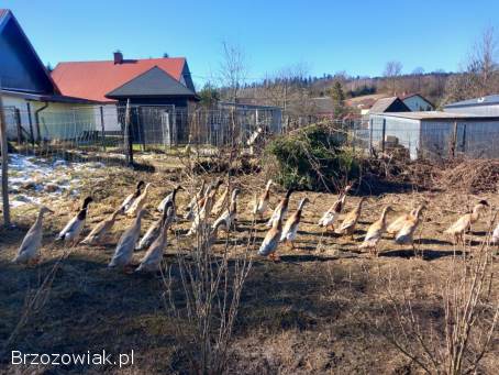 Kaczki biegusy indyjskie