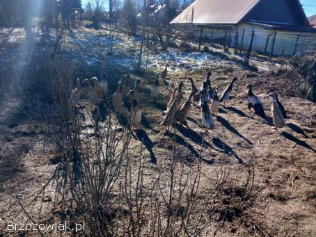 Kaczki biegusy indyjskie