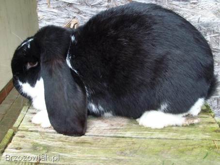 Baran francuski.  Króliki gotowe do rozrodu.